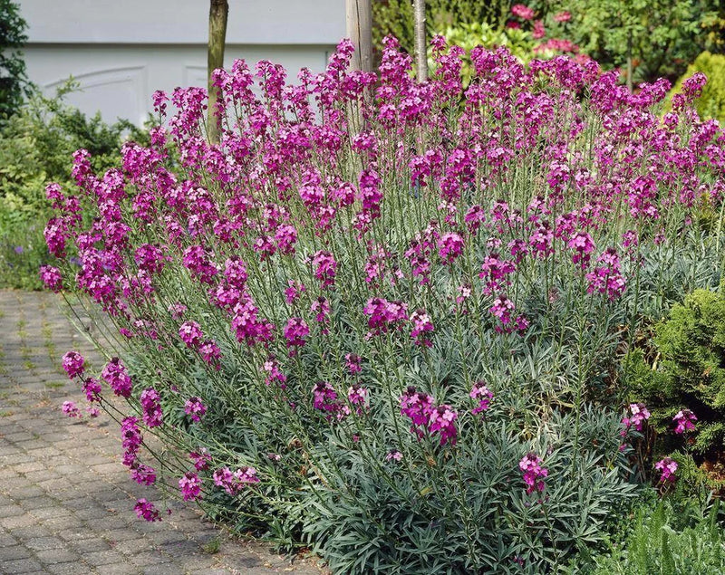 Erysimum Bowles Mauve | Wallflower 'Bowles's Mauve' 2 Litre