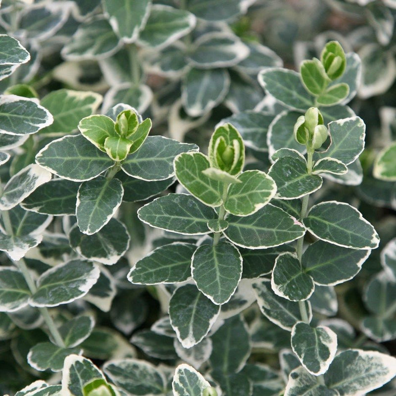 Euonymus fortunei Emerald Gaiety 2L