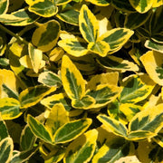 Euonymus fortunei Emerald 'n' Gold' 2L