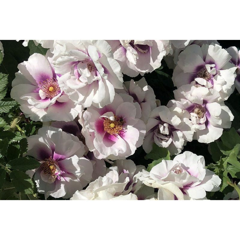 Eyes For You Persica Rose 3.5 Litre