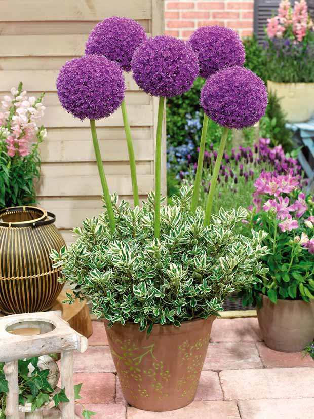 Allium Globemaster