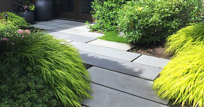 Carex morrowii Ice Dance