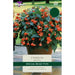 Begonia Firebush Exotic