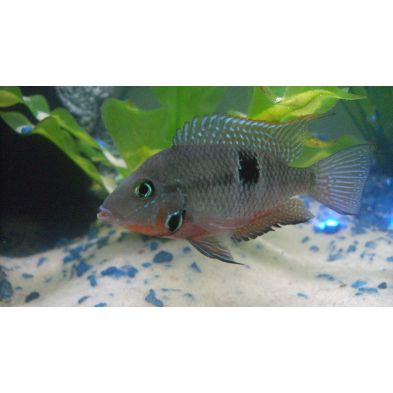 Firemouth Chilid