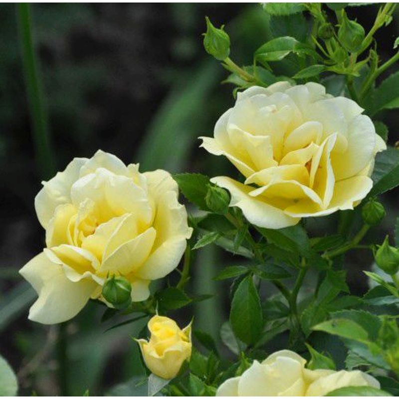 Flower Carpet Rose Gold - Repeat Flowering 3.5 Litre