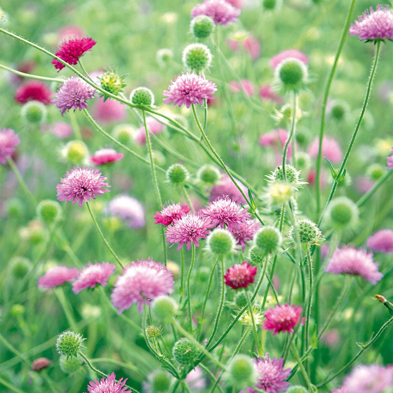 Knautia macedonica 'Melton Pastels' (2 Litre)