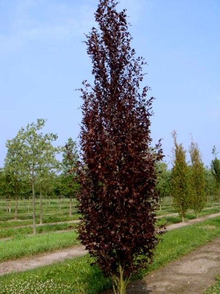 Fagus sylvatica Purple 15L  Newlands Garden Centre