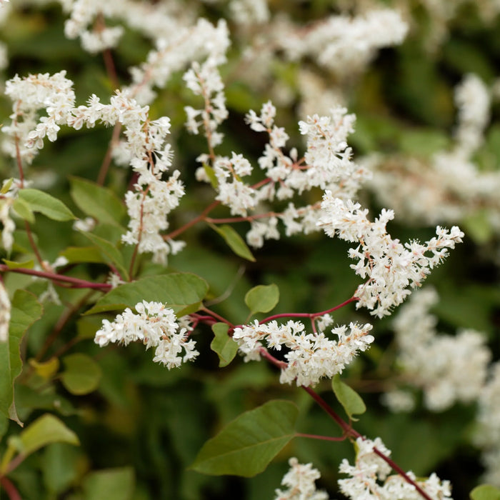 Fallopia aubertii | Russian Vine