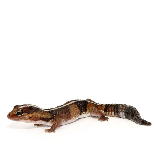 Fat-Tailed Sub Adult Gecko