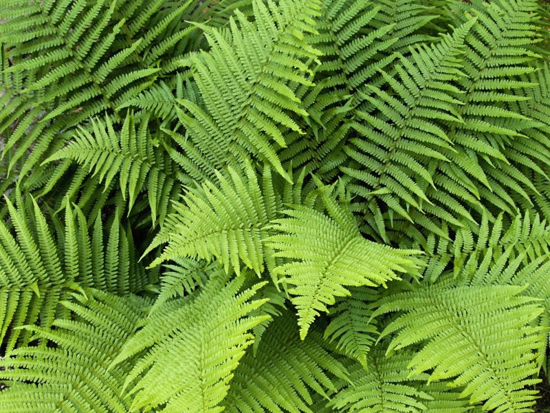 Dryopteris filix-mas - Male Fern