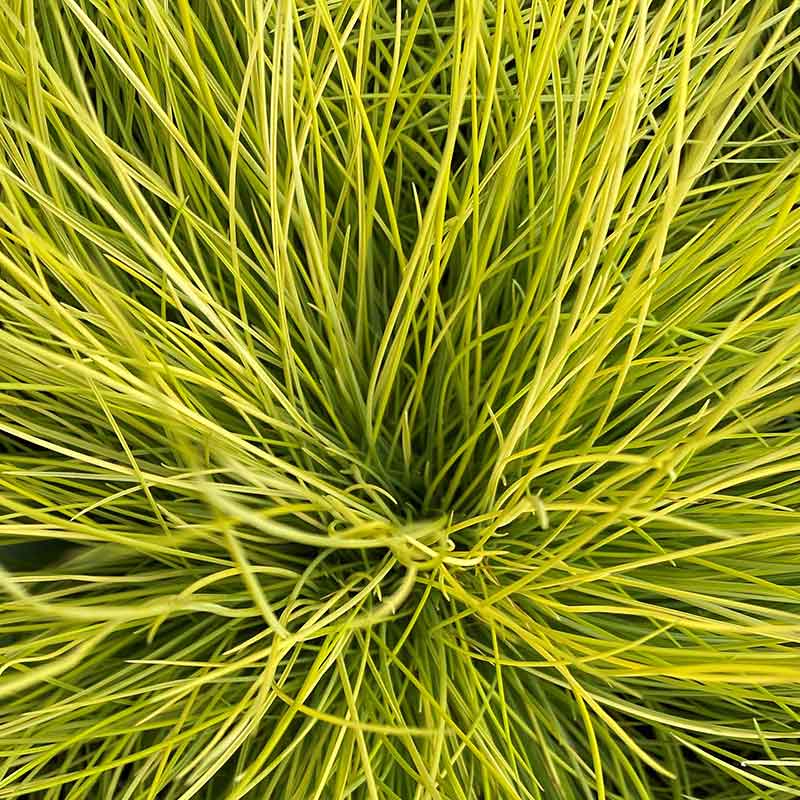 Festuca glauca 'AmiGold'