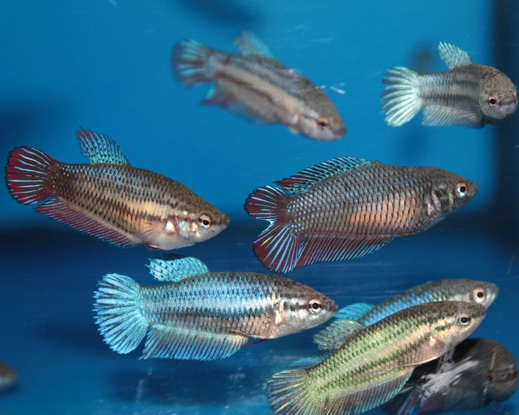 Siamese Fighter Female