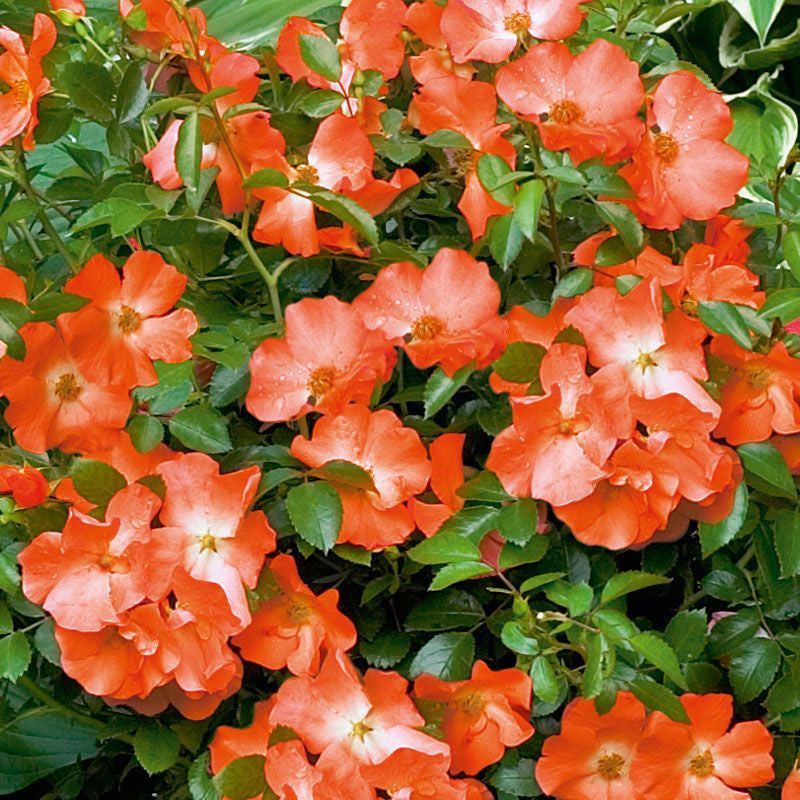 Flower Carpet Rose Sunset - Repeat Flowering 3.5 Litre