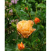 Flower Carpet Amber Rose - Repeat Flowering 3.5 Litre