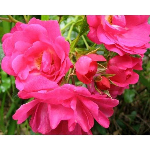 Flower Carpet Rose Pink - Repeat Flowering 3.5 Litre