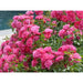 Flower Carpet Pink Climbing Rose 5 Litre