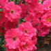 Flower Carpet Rose Pink Supreme - Repeat Flowering 3.5 Litre