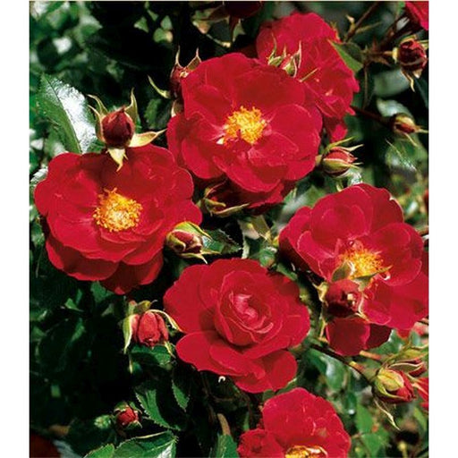 Flower Carpet Rose Scarlet - Repeat Flowering 3.5 Litre