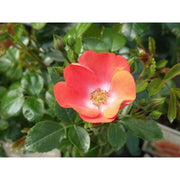 Flower Carpet Rose Sunset - Repeat Flowering 3.5 Litre