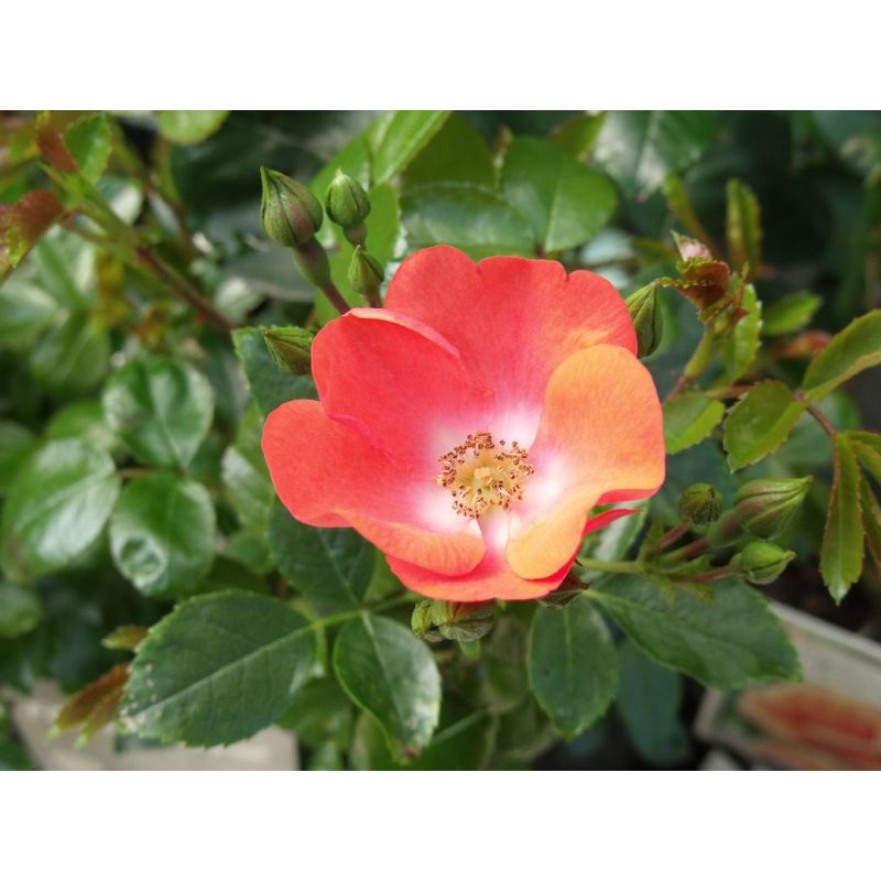 Flower Carpet Rose Sunset - Repeat Flowering 3.5 Litre