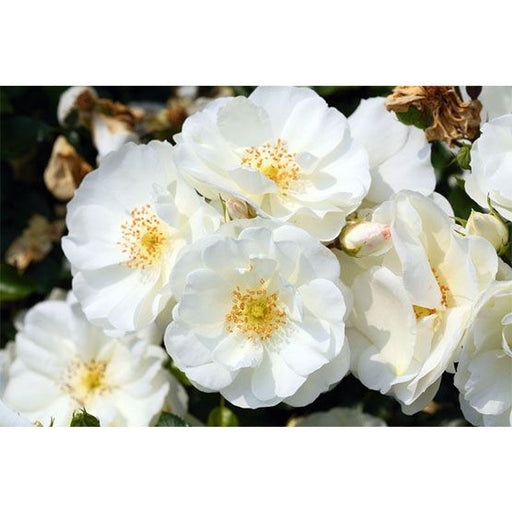 Flower Carpet Rose White - Repeat Flowering 3.5 Litre