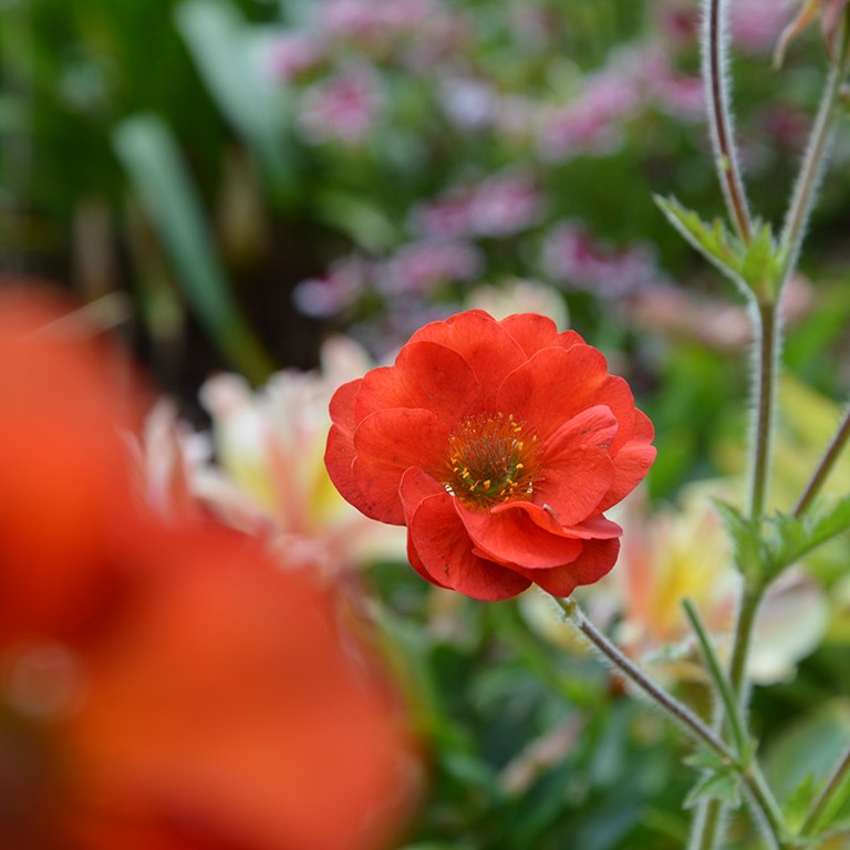 Geum Scarlet Tempest