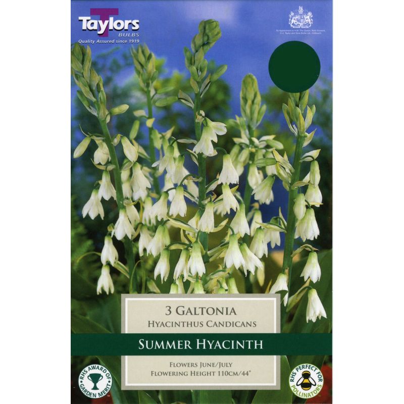 Galtonia x3