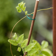 Gardman Plant Rings PVC Coated Wire Pack of 50