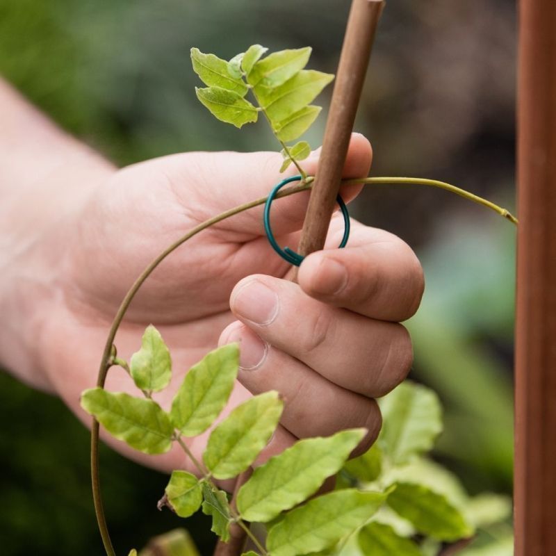 Gardman Plant Rings PVC Coated Wire Pack of 50