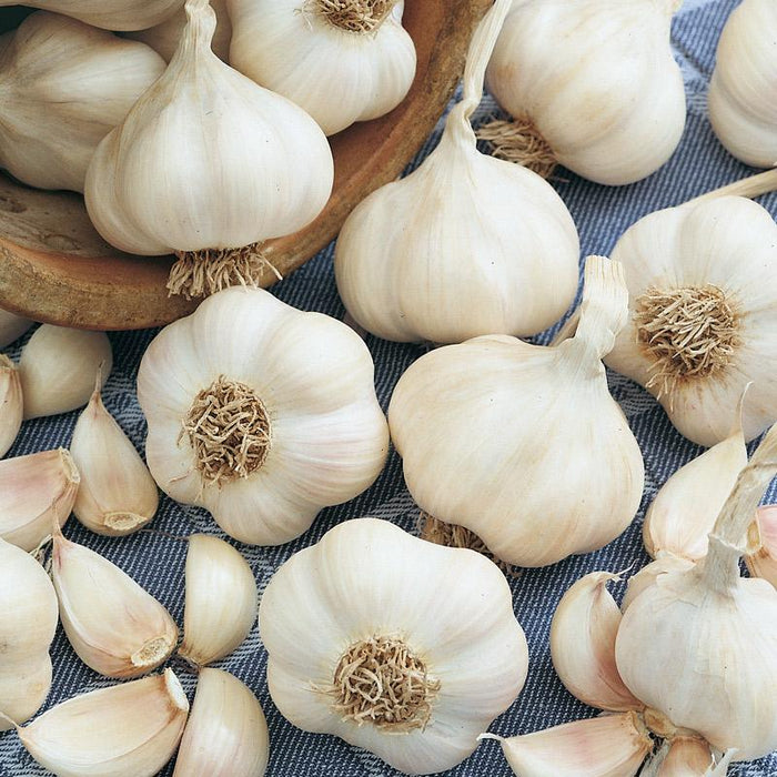 Garlic Garcua 2 Bulbs Per Pack - Autumn Planting