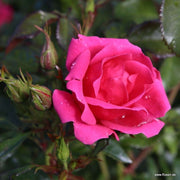 Gartenfreund Floribunda Rose 3 Litre