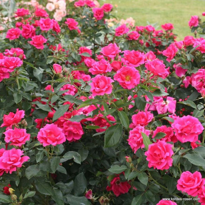 Gartenfreund Floribunda Rose 3 Litre