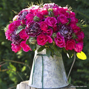 Gartenfreund Floribunda Rose 3 Litre