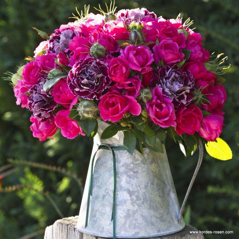 Gartenfreund Floribunda Rose 3 Litre