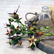 Gartenfreund Floribunda Rose 3 Litre