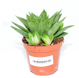 Gasteria Tiga