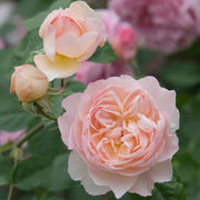 Gentle Hermione David Austin Fragrant Rose 6 Litre