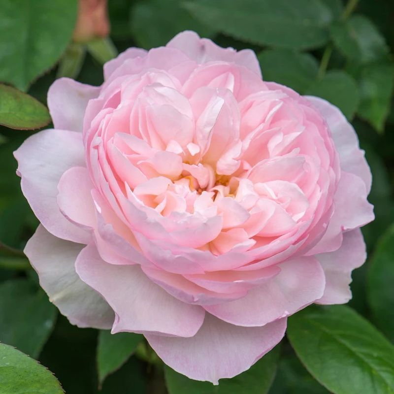 Gentle Hermione David Austin Fragrant Rose 6 Litre