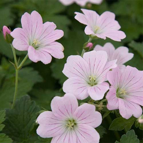 Geranium  'Dreamland' - cranesbill 2 Litre