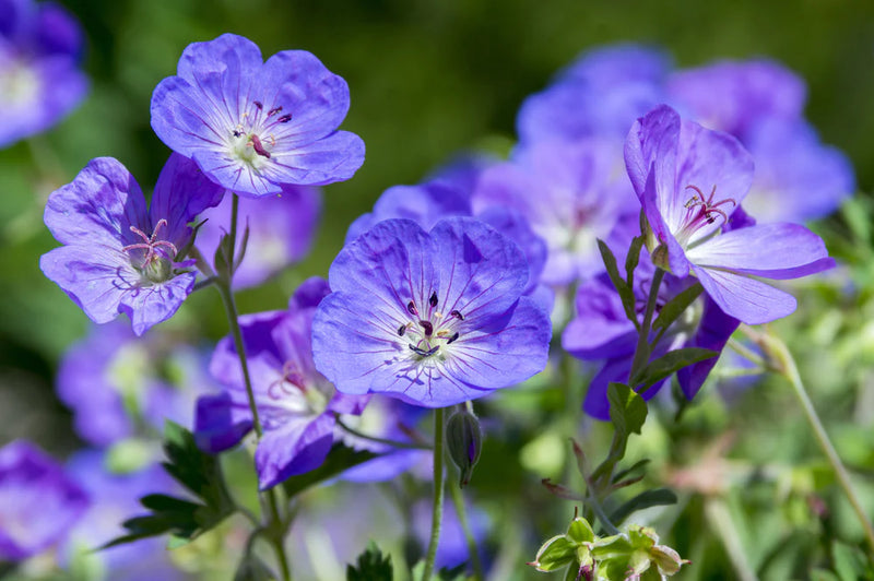 Geranium Rozanne