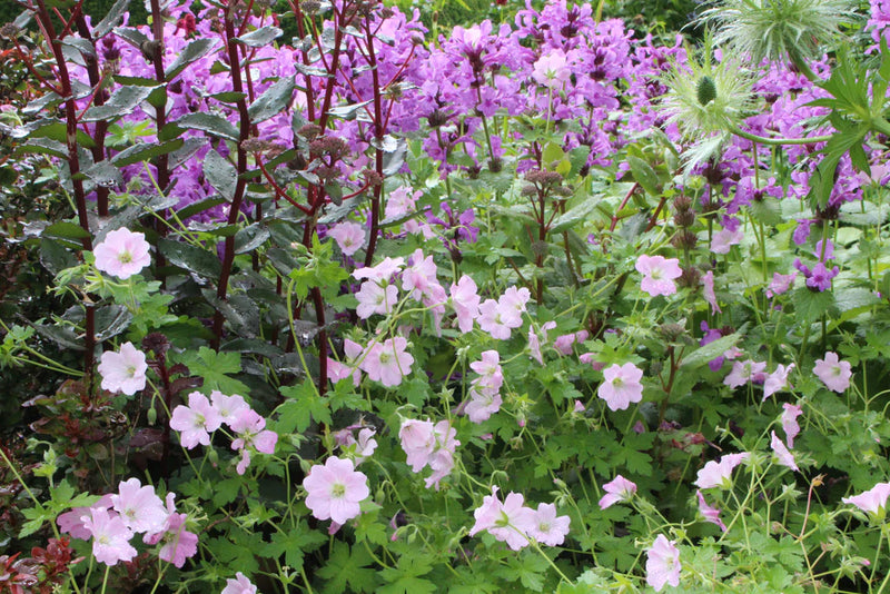 Geranium  'Dreamland' - cranesbill 2 Litre