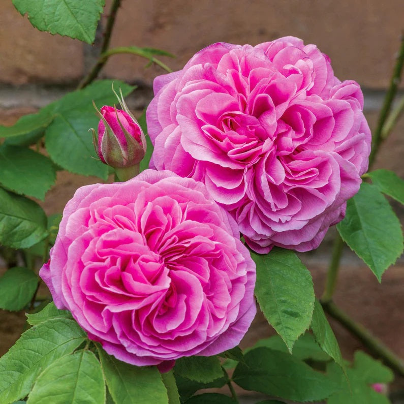 Gertrude Jekyll David Austin Fragrant Rose 6 Litre