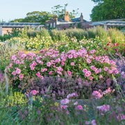 Gertrude Jekyll David Austin Fragrant Rose 6 Litre