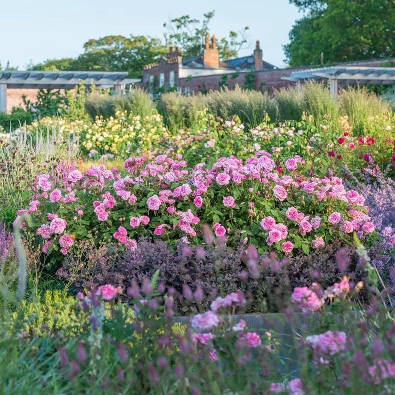 Gertrude Jekyll David Austin Fragrant Rose 6 Litre