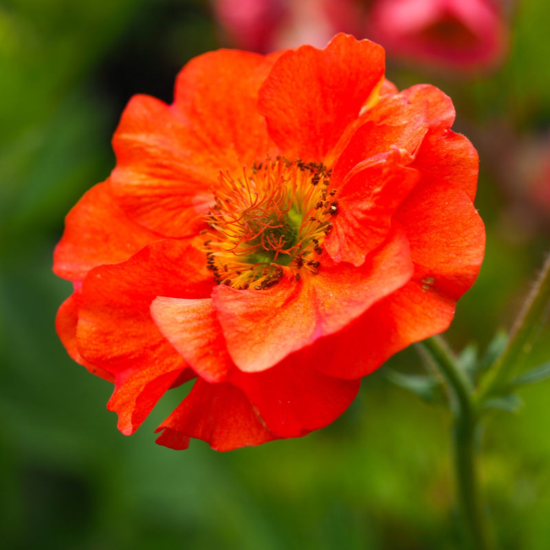 Geum Scarlet Tempest