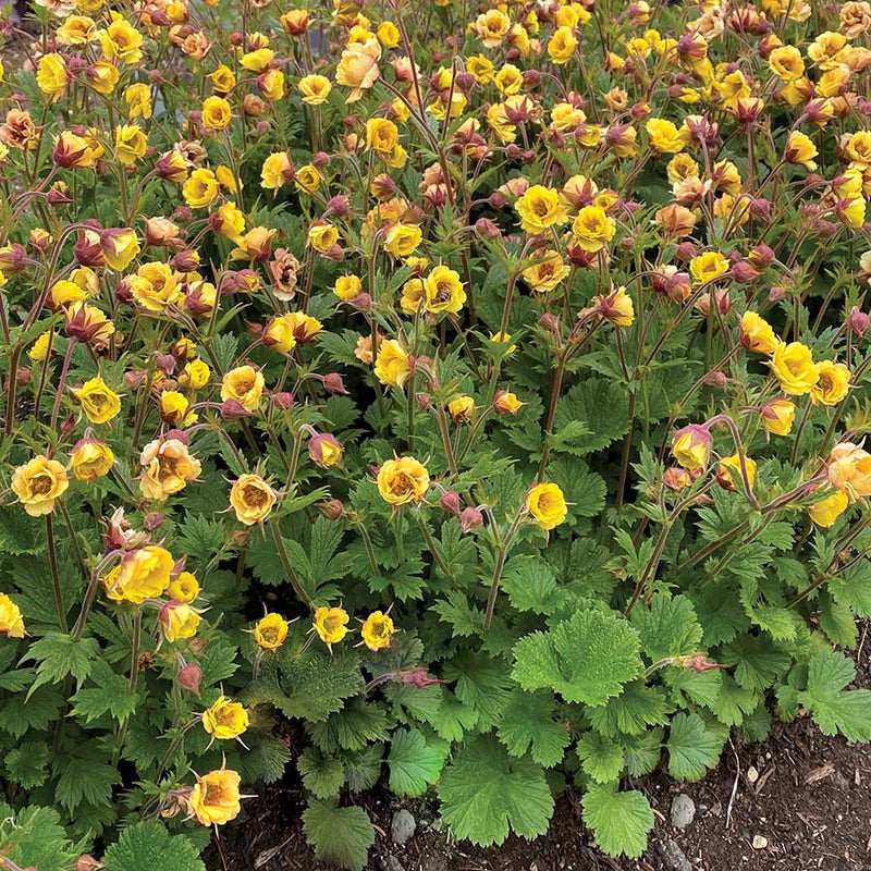 Geum 'Tempo Yellow'