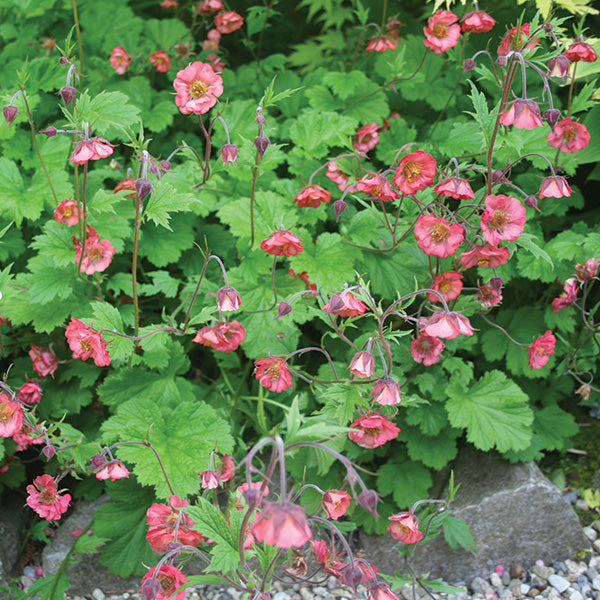 Geum rivale | Water avens 18 cm aquatic basket
