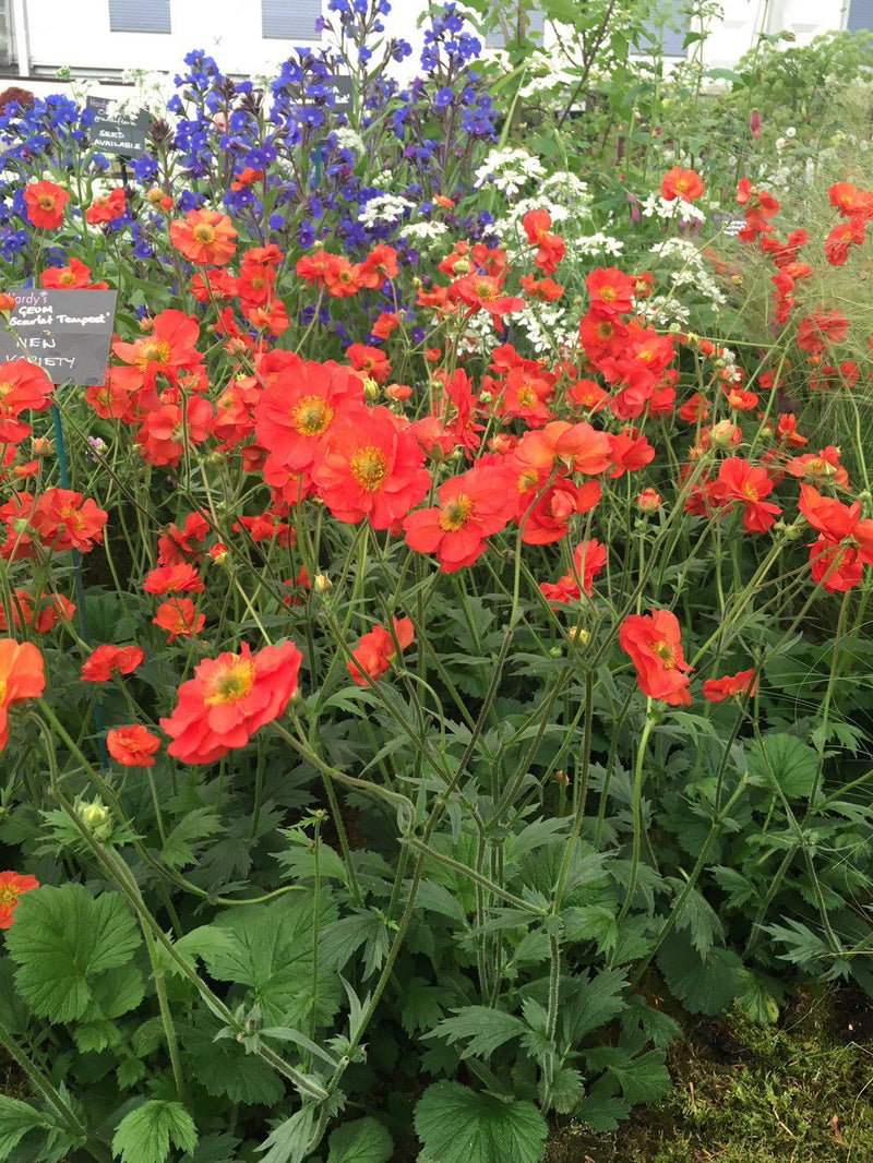 Geum Scarlet Tempest