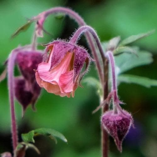 Geum rivale | Water avens 18 cm aquatic basket
