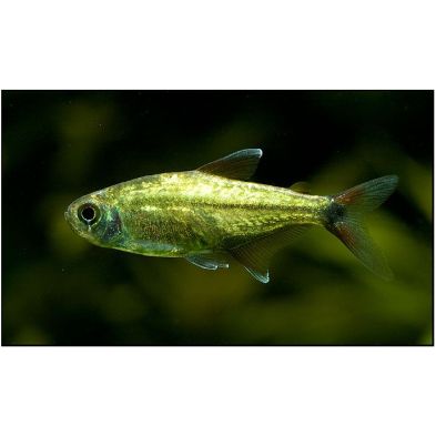 Gold Tetra
